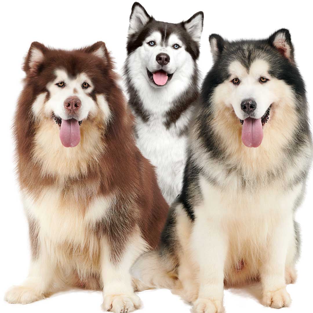 dogs with snow nose
